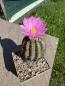 Preview: Echinocereus weinbergii